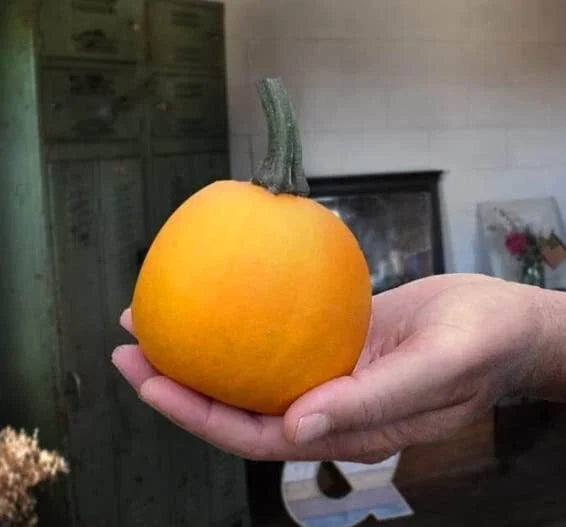Pumpkin Seeds for Planting - 10 Seeds - Apprentice Variety - Cucurbita pepo - Gardening, Vegetables, Fall Harvest