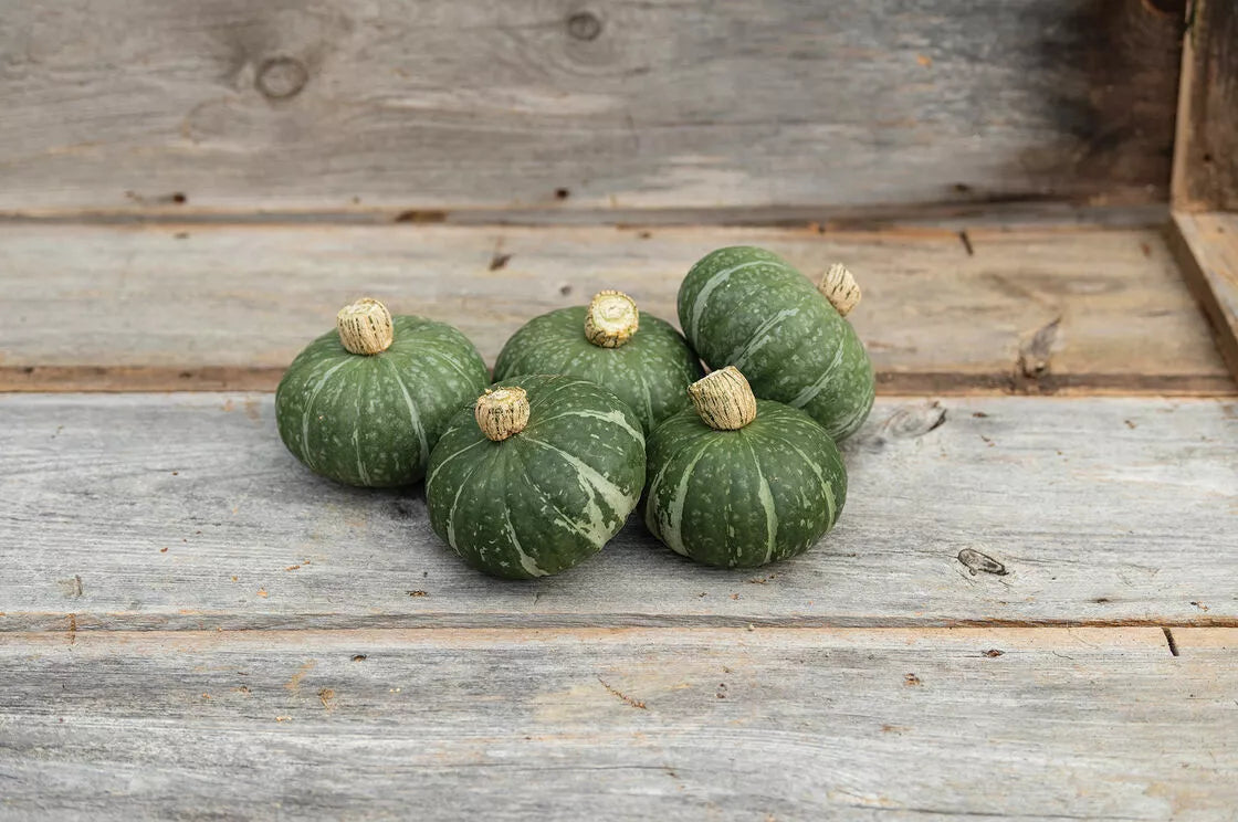 Kabocha Squash Seeds - Dwarf Sweet Jade Variety - Cucurbita maxima - Easy to Grow, Compact Bush, Full Sun, 10 Seeds