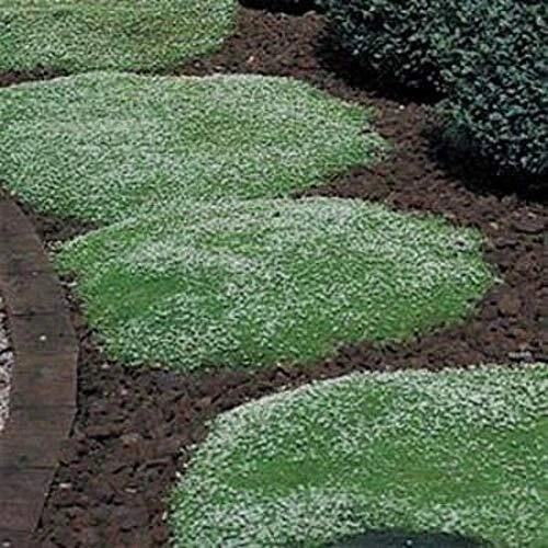 Irish Moss Seeds - Ground Cover Plant with Green Foliage - Sagina subulata - 100+ Seeds for Landscaping and Erosion Control