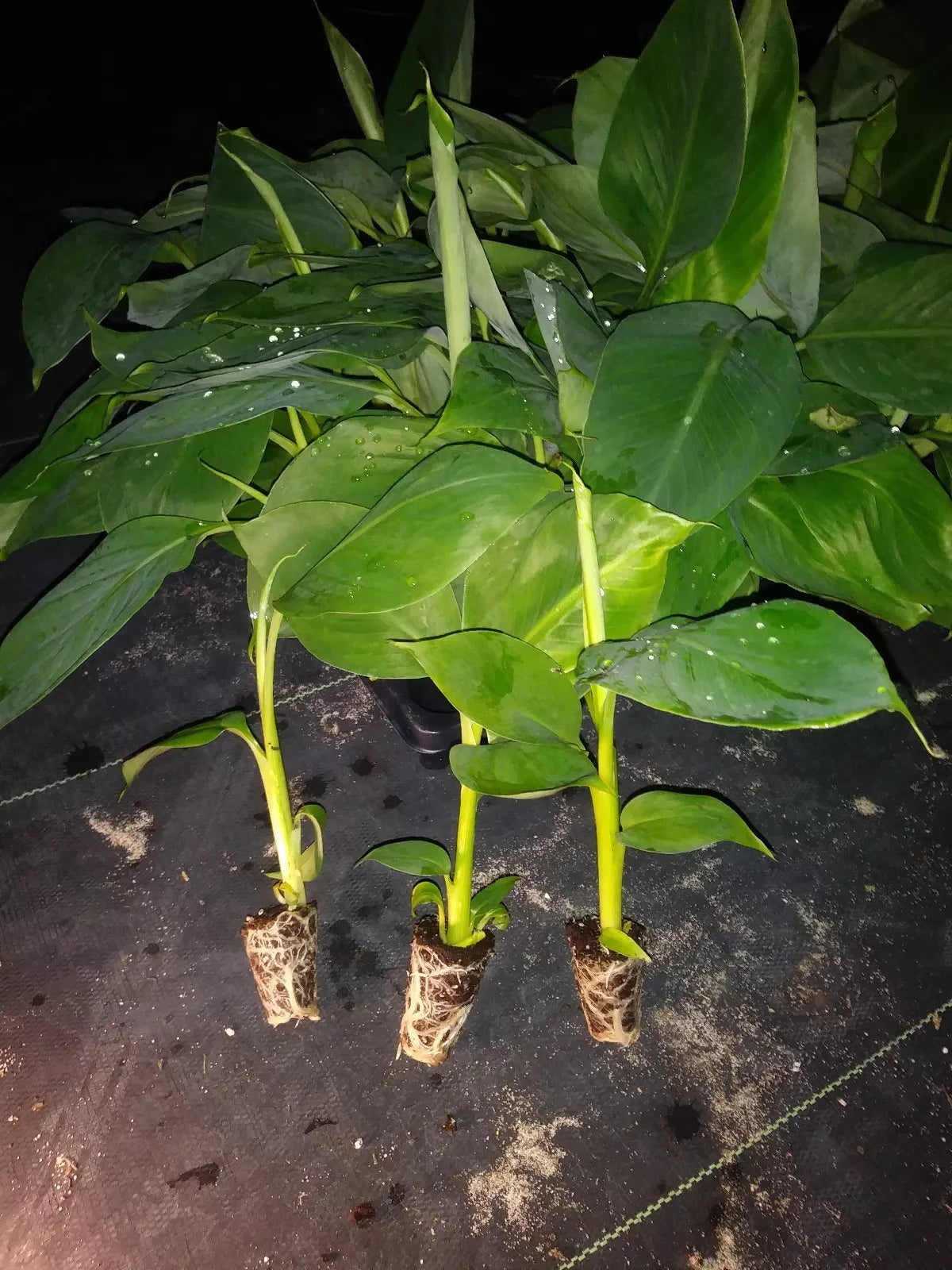 Goldfinger Banana Plant - 4-8 Inches Tall - Edible Musa acuminata - Pesticide-Free, Non-GMO, Healthy Garden Plant