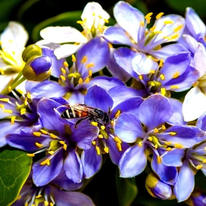 Lignum Vitae Tree Seeds 20 Pack | Guaiacum officinale | Exotic Hardwood, Rare, Ornamental, Drought-Tolerant