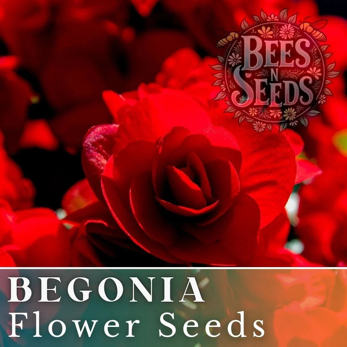 Berry Flame Begonia Seeds - Non-GMO Flower Seeds, 45 or 125 Pack, Vibrant Multi-Color Blooms, Begonia x tuberhybrida