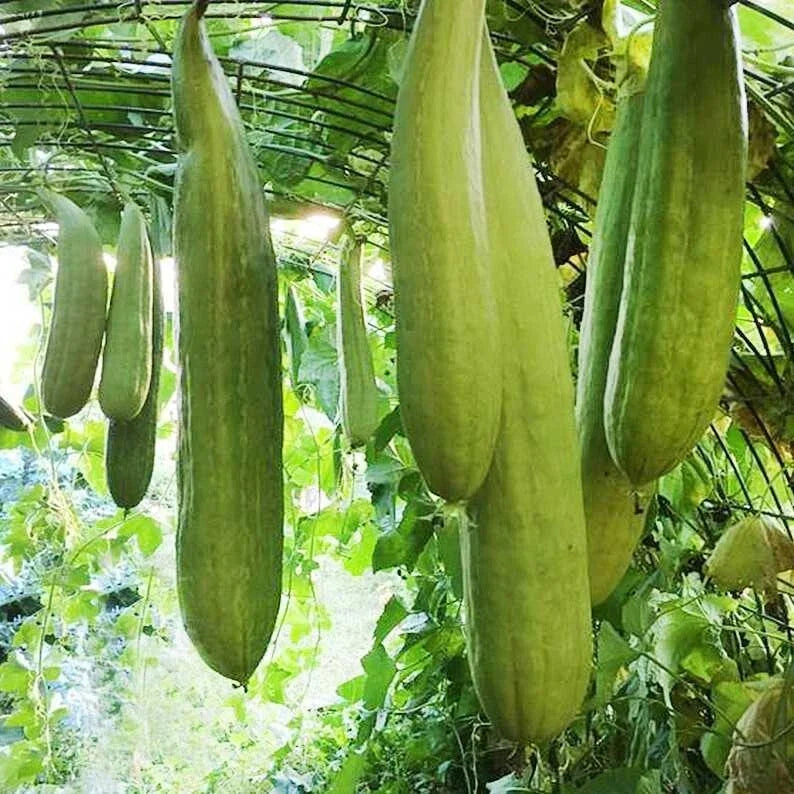 Armenian Yard Long Cucumber Seeds - 50+ Non-GMO Heirloom Seeds for Home Gardening