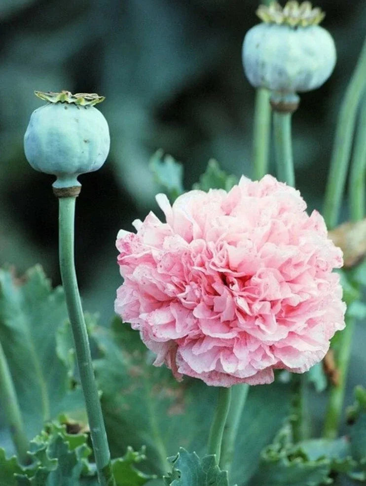 Heirloom Frosted Elegance Peony Poppy Seeds - 200+ Fresh Seeds with Planting Instructions