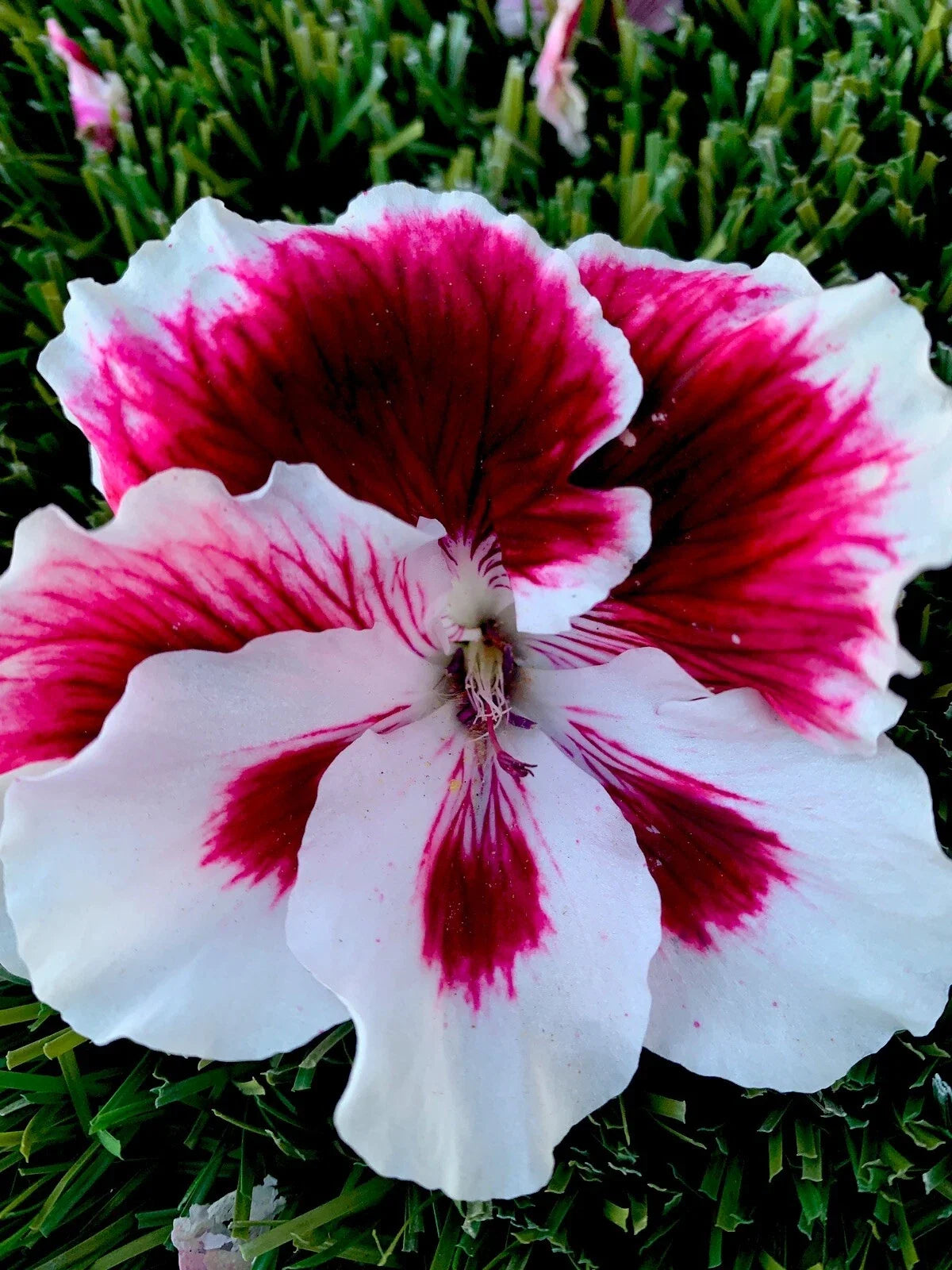 Geranium Starter Cuttings 3 Pack - White Flowers with Dark Maroon Centers Pelargonium spp.