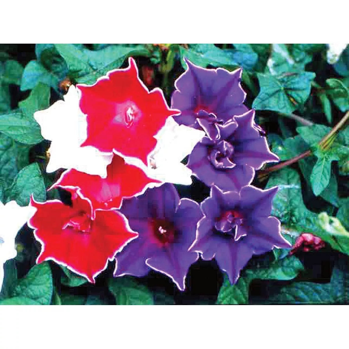 Morning Glory Seeds - Kikyo-Zaki Mix, 30 Seeds, Ipomoea tricolor, Climbing Vine, Vibrant Blue, Purple & White Flowers