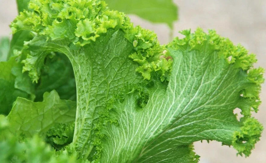 Green Wave Mustard Leaf Seeds - 50+ Brassica juncea Bright Lime Green Ruffled Leaves for Salads & Cooking
