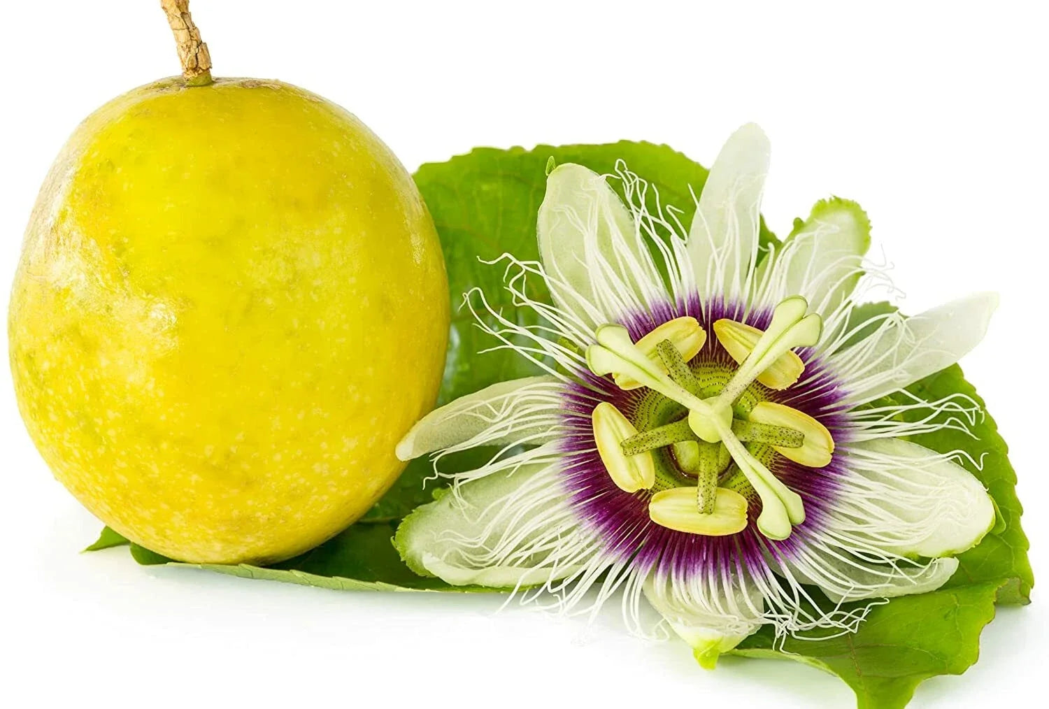 Passion Flower Seeds - 100 Count Climbing Vines for Planting, Bonsai, Passiflora incarnata