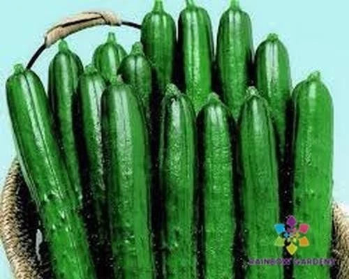 Cucumber Seeds - 25+ Summer Dance Variety - Cucumis sativus - Garden, Organic, Non-GMO, Full Sun, Vining Plant