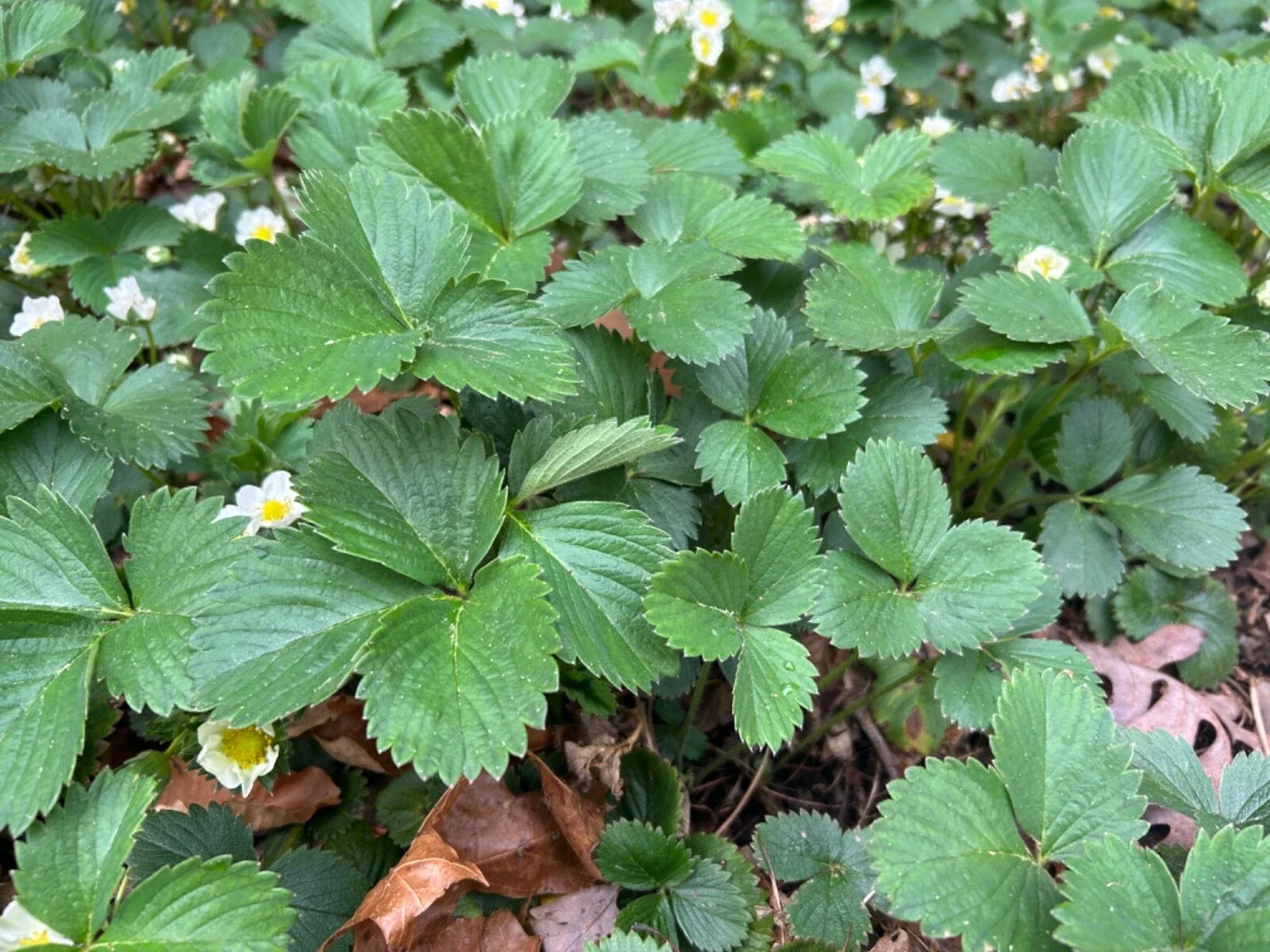 Everbearing Strawberry Plants - 10 Bare Root Organic Fragaria x ananassa Edible Perennials