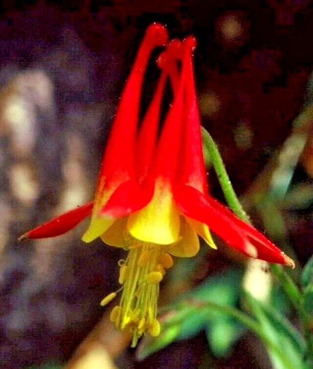 Western Red Columbine Seeds - 200 Pack, Aquilegia formosa, Native Wildflower Seeds for Pollinator Gardens