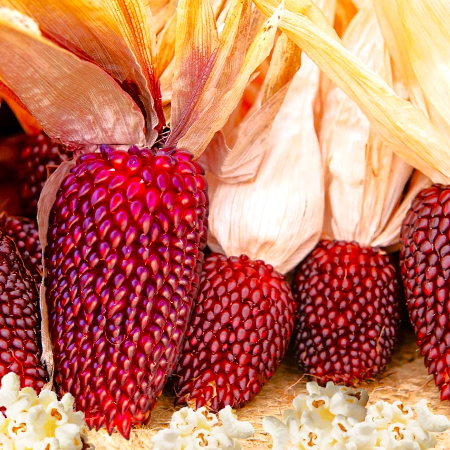 Strawberry Popcorn Seeds | Red Mini Cherry Ornamental Corn | Zea mays 'Strawberry' for Fall Decorations and Edible Popping