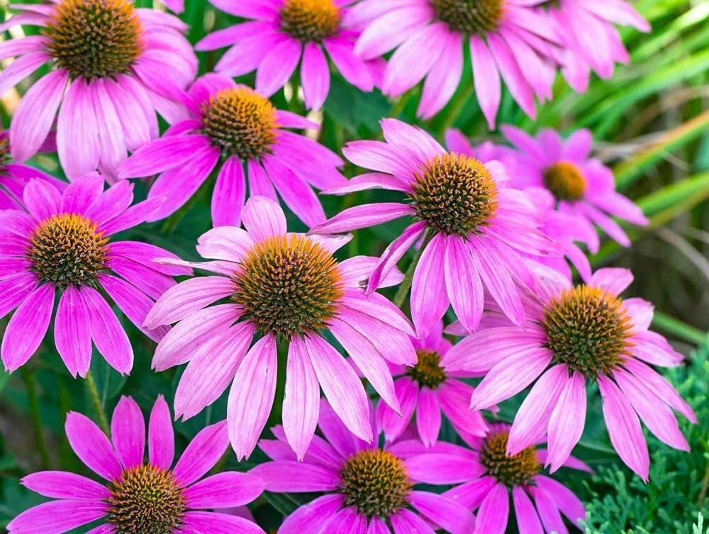 Purple Coneflower Seeds - 500+ Echinacea purpurea Native Wildflower for Gardens & Pollinators
