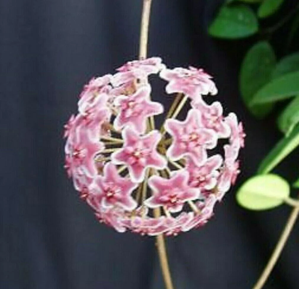 Hoya Pubicalyx 'Bright One' Rooted Plant in 2.5" Pot, Indoor Vining Foliage, Easy Care, Silver Speckled Green Leaves
