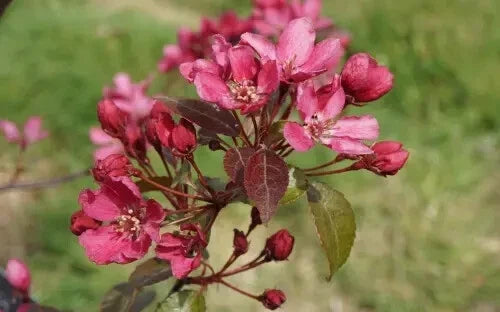 Barbara Crabapple Seeds, Malus 'Barbara', Ornamental Tree, Garden-Ready, Full Sun, Wildlife-Friendly, USA Grown