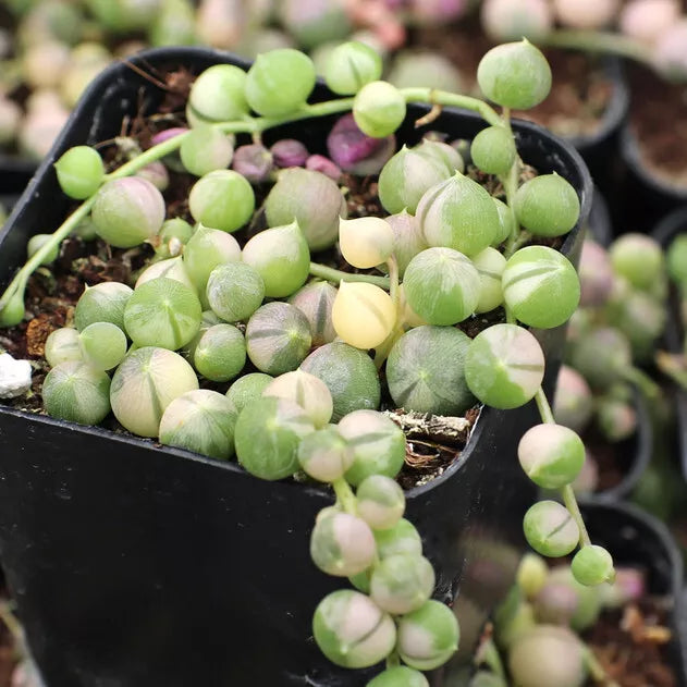 2 X 4" Unrooted Senecio Rowleyanus Variegata Cuttings - String of Pearls Indoor Succulent