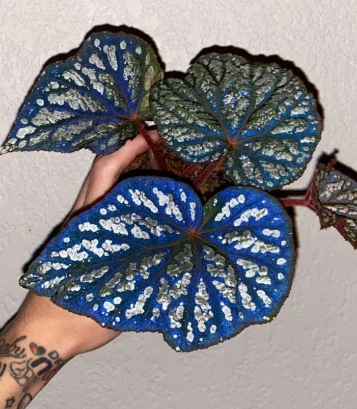 Begonia Rex Betsy Houseplant 2-Inch Pot, Low Maintenance Indoor Plant, Vibrant Foliage, Begonia rex-cultorum 'Betsy'