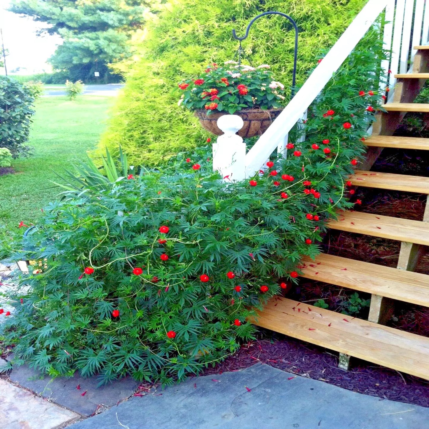 Star Glory Seeds - 20 Cardinal Creeper Vine Seeds (Ipomoea quamoclit) for Butterflies & Hummingbirds
