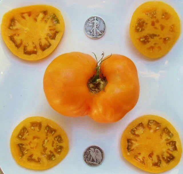 Brandywine Yellow Tomato Seeds - 25+ Heirloom Seeds - Solanum lycopersicum