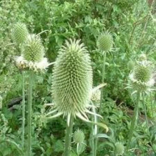 Teasel Cuttings Dried Floral Arrangements Dipsacus Sativus Craft Supplies Natural Decor