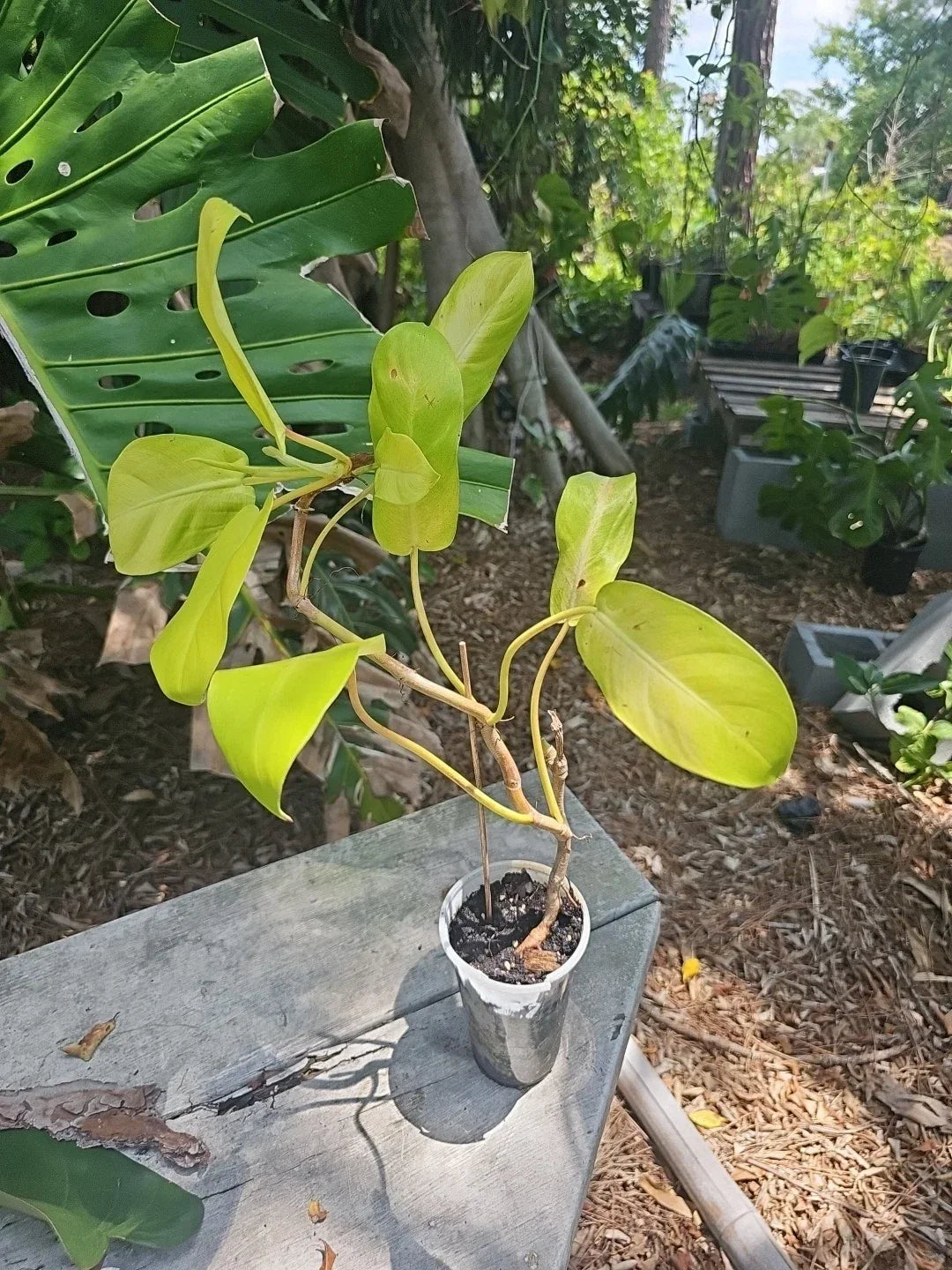 Large Philodendron Thai Sunrise Plant in 3.5" Pot – Vibrant Tropical Houseplant