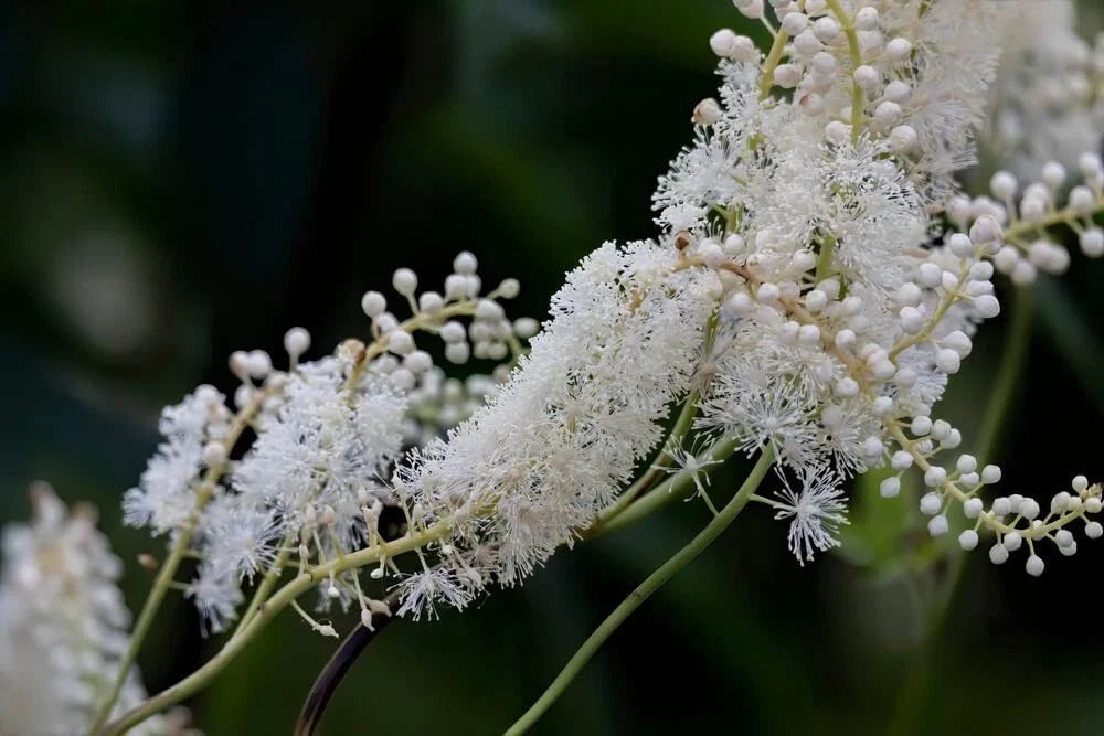 Black Snakeroot Seeds - 15 Pack, Cimicifuga racemosa, Perennial Shade Plant for Garden, White Flowers, Pollinator Attracting Seeds