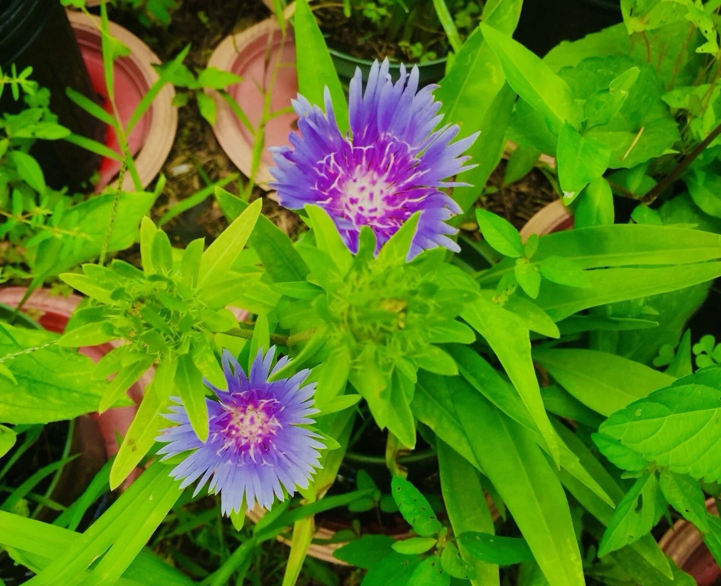 Stokes Aster Bare Root Perennials - Blue/Purple Flowers - Stokesia laevis - 5 Pack