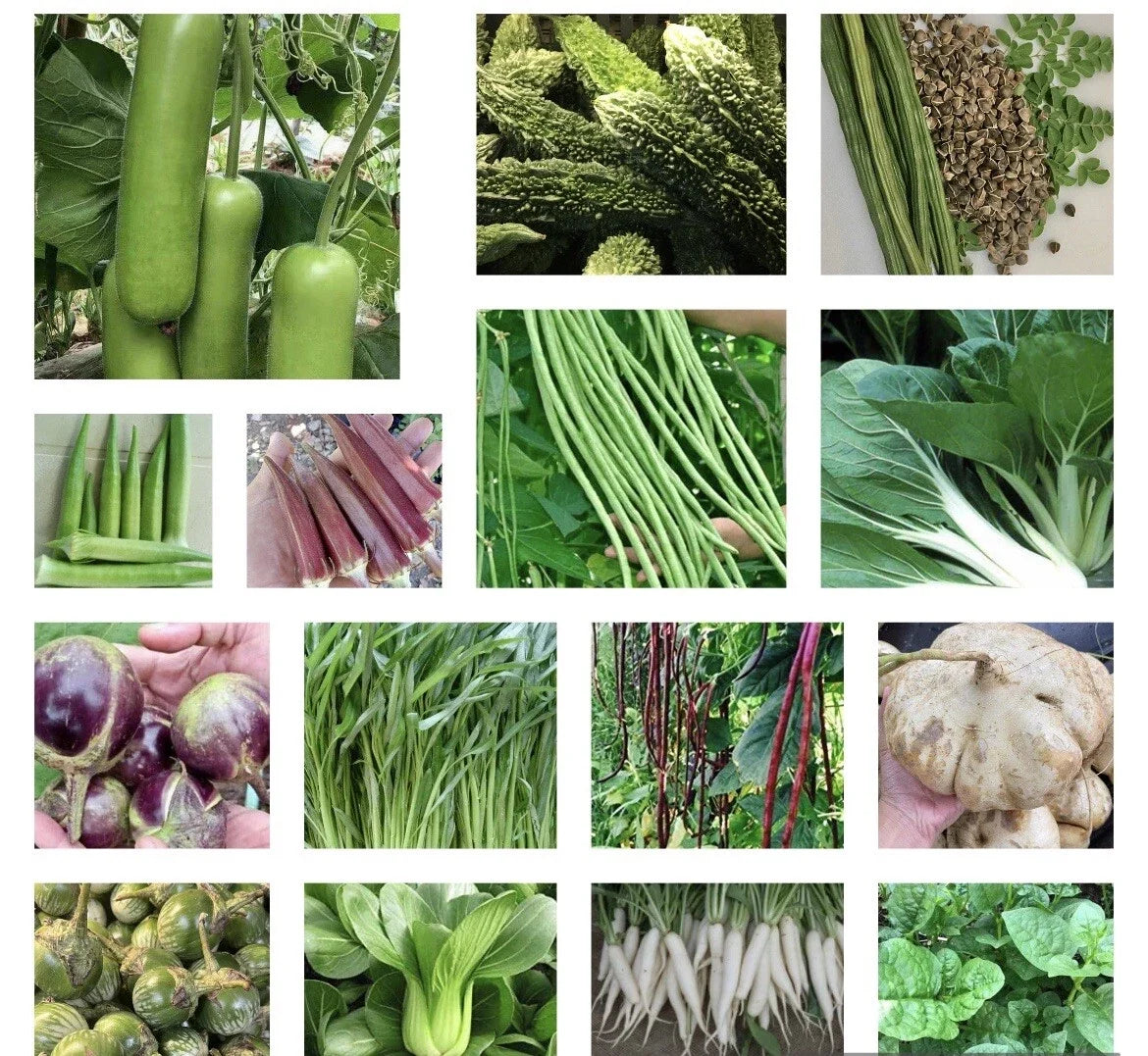 Asian Vegetable Seeds - 20+ Heirloom Non-GMO Varieties for Organic Gardening and Home Planting