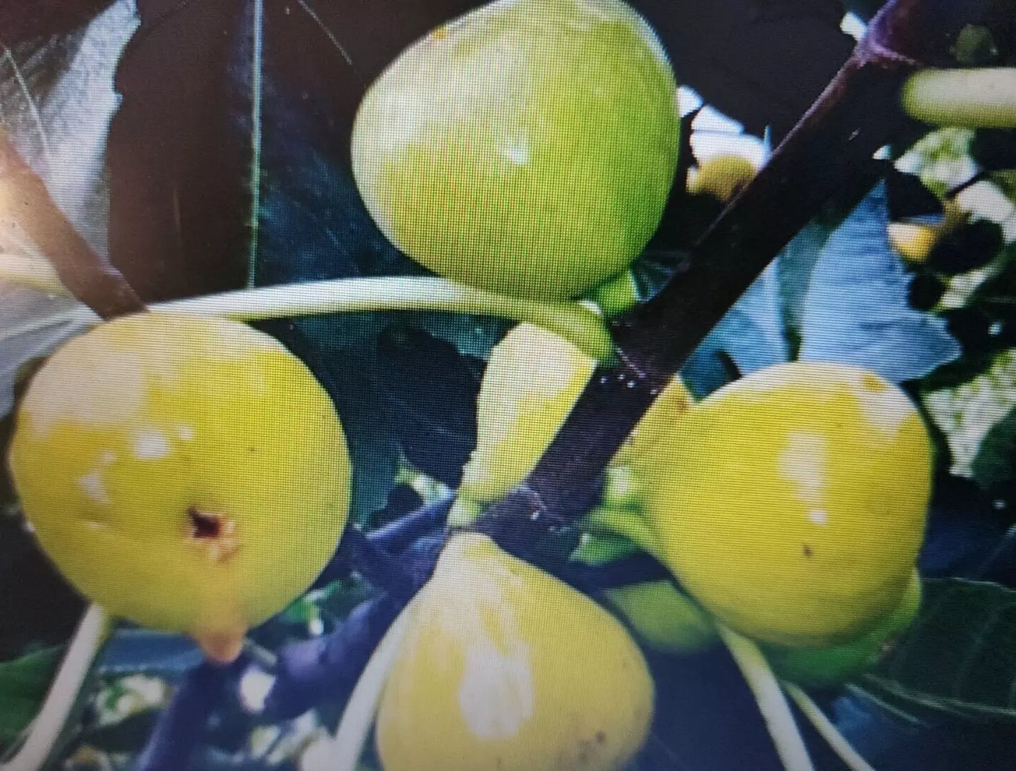 Lattarula Honey Fig Tree Seeds - 200+ Seeds for Sweet Italian Figs