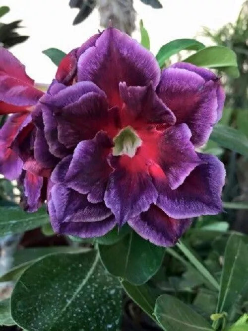 Fuchsia Magenta Desert Rose Seeds - Adenium Obesum - 4 Exotic Flower Garden Seeds for Indoor & Outdoor Planting
