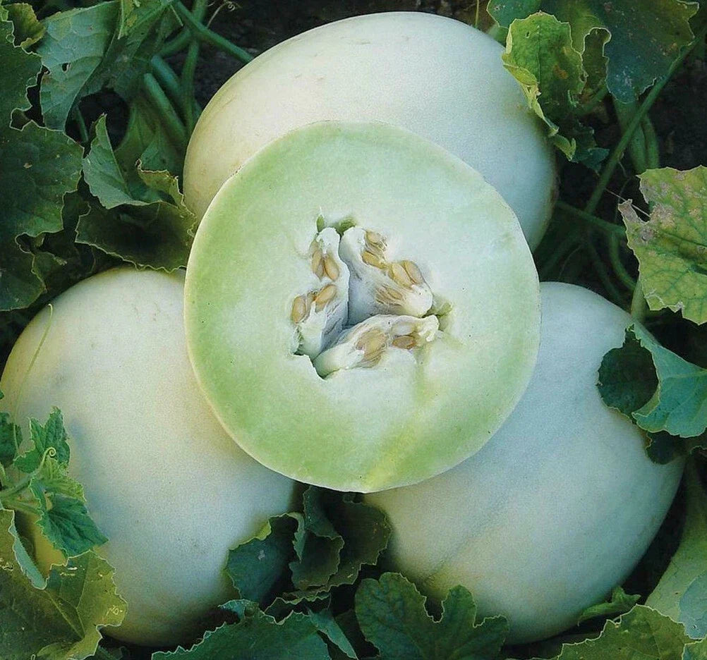Honey Dew Cantaloupe Seeds 50+ Pack | Green Flesh Melon Cucumis melo