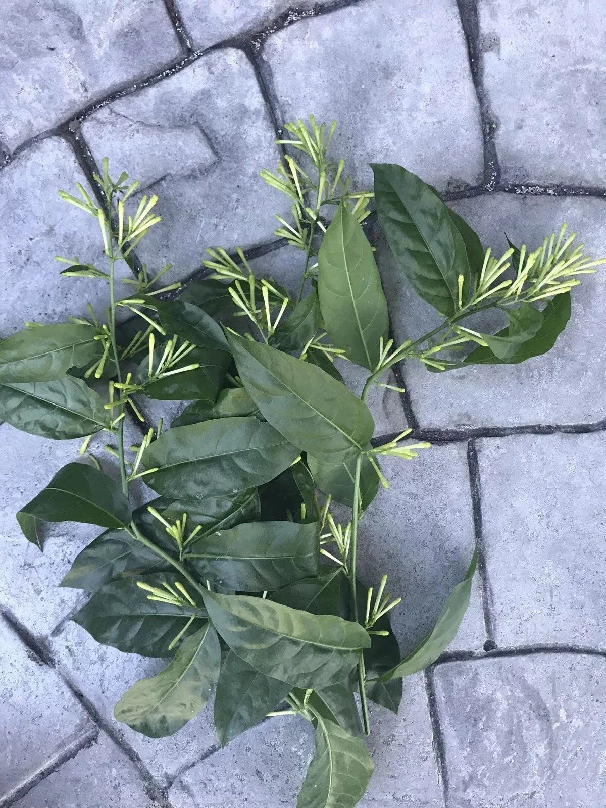 Night Blooming Jasmine Cuttings 10-Pack | Cestrum nocturnum | Fragrant Green Tips for Propagation