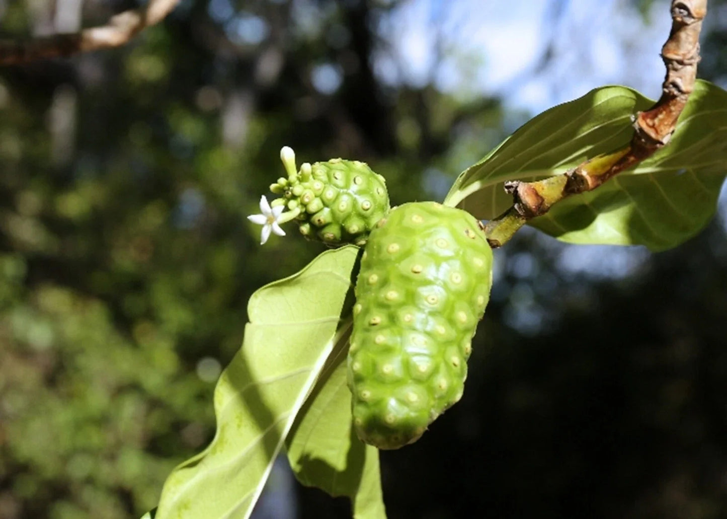 Noni Berry Tree Seeds Organic Morinda citrifolia Superfood 10 Seeds for Planting, Tropical Garden, Permaculture, Container Planting