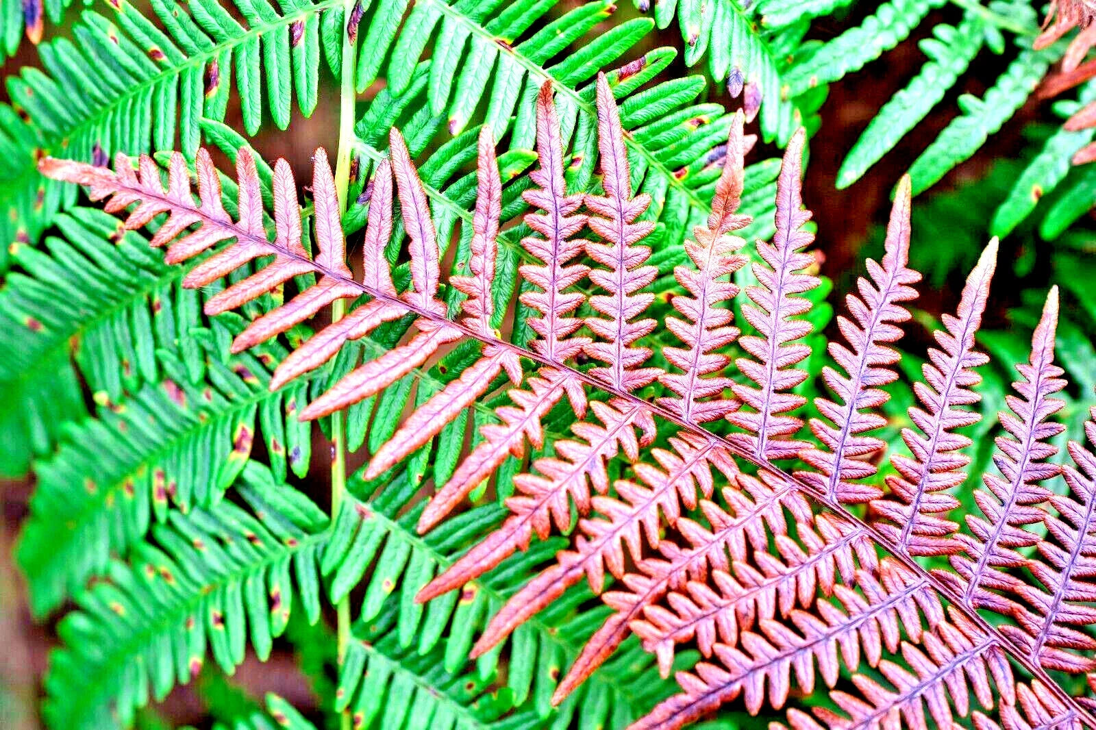 Autumn Fern Spores 1000 Count Dryopteris erythrosora Hardy Fern for Shade Garden Planting