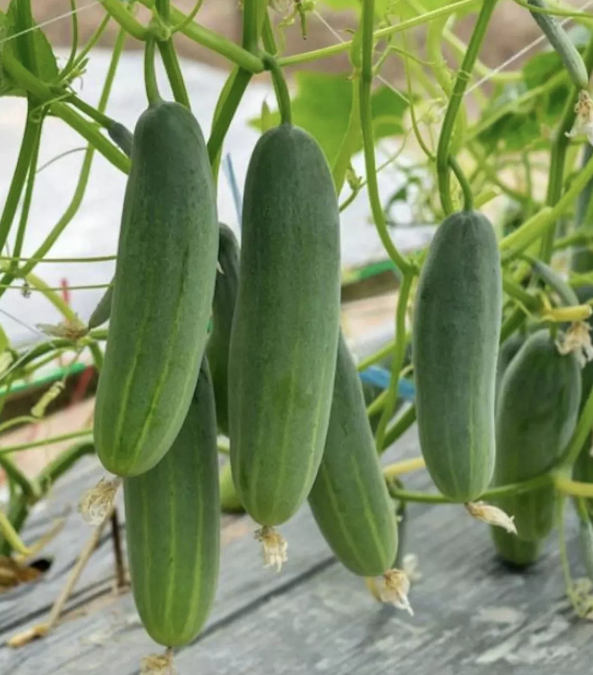 Cucumber Seeds 50+ Pack - Marketer Variety - Non-GMO Pickling Seeds - USA Grown