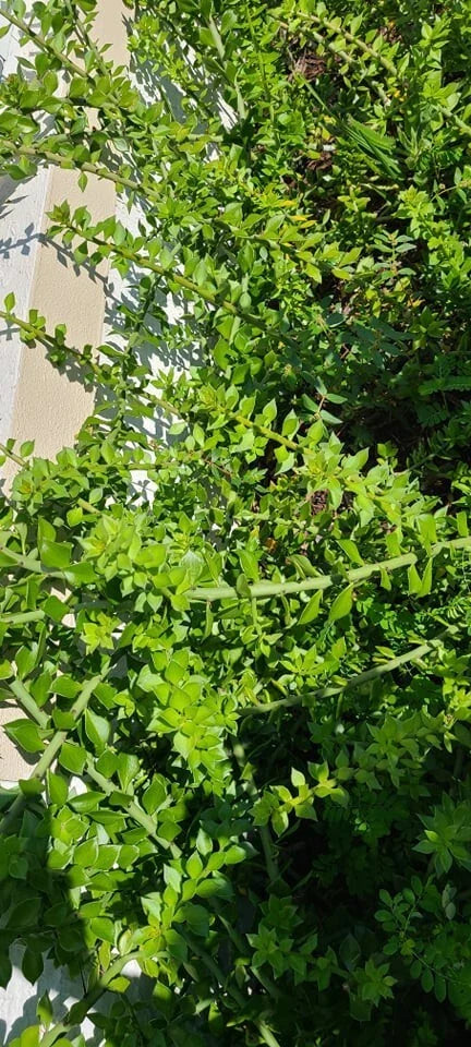 Pereskiopsis Cuttings 10 Pcs for Grafting, Succulent Cacti Propagation, Pereskiopsis spp.