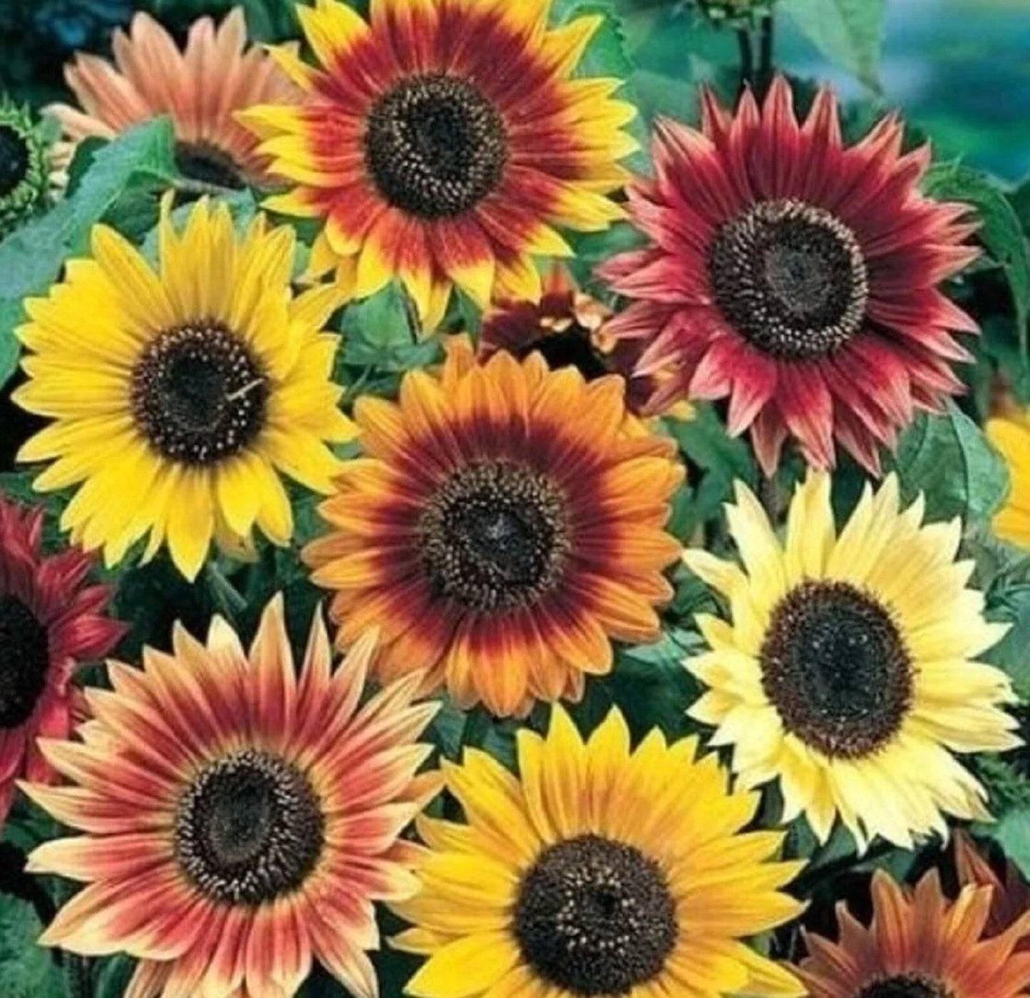 Autumn Beauty Sunflower Seeds - Non-GMO Helianthus annuus, Multi-Color Flowers, Easy to Grow, Garden & Cut Flowers