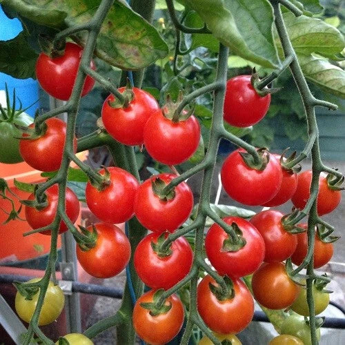 Supersweet 100 Tomato Seeds | F1 Hybrid, Non-GMO, Sweet Flavor, Solanum lycopersicum, Small Bite-Sized Tomatoes, High Yield