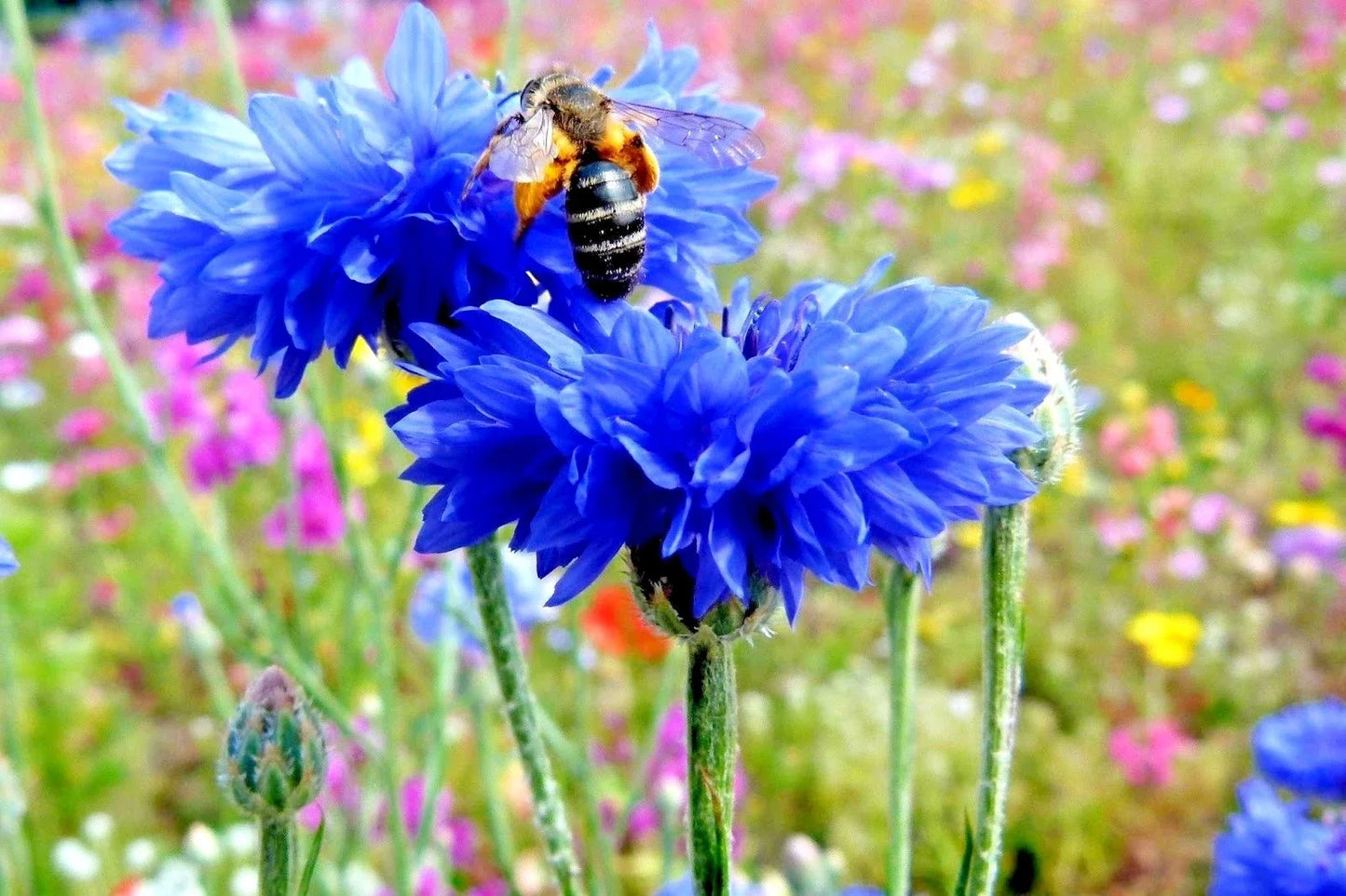 Dwarf Blue Bachelor Button Cornflower Seeds – 300+ Non-GMO, Deer-Resistant, Cut & Dried Flowers – Centaurea cyanus, Compact Annual Plant