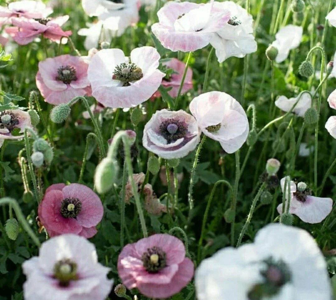 Pink & White Poppy Seeds - Wildflower Mix for Gardens & Pollinators - Papaver somniferum - 300 Seeds