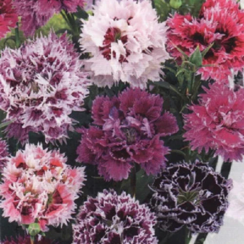 Carnation Seeds 100 DBL Pink Purple Mix Dianthus Perennial Flowers USA