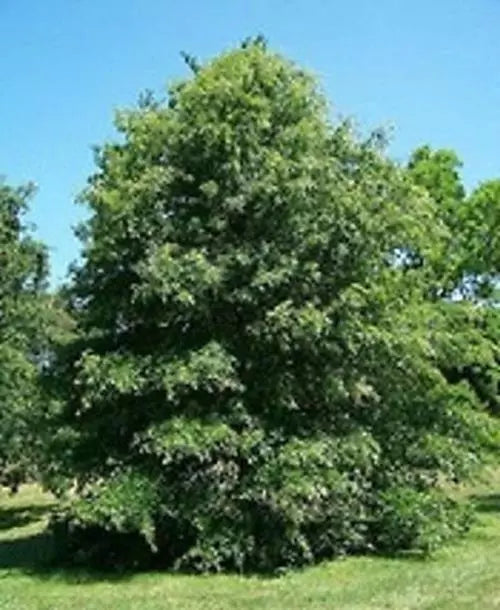 Pin Oak Tree Seeds - 50 Count Quercus palustris Native Hardwood Fast-Growing Shade Tree Seeds