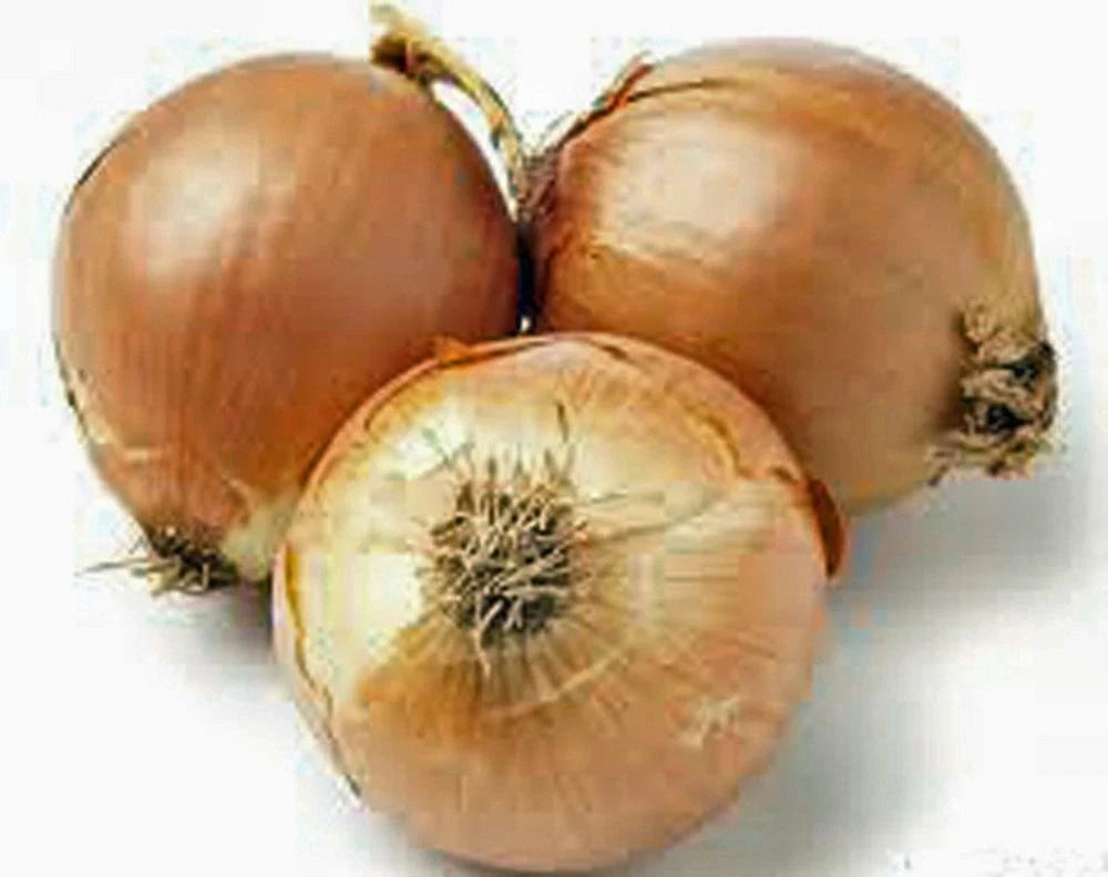 Spanish Yellow Onion Seeds - Heirloom Allium cepa, Sweet Flavor, Vegetable Seeds, 25+ Pack for Cooking & Gardening