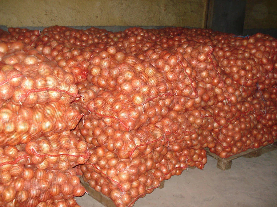 Yellow Sweet Onion Seeds - 100 Seeds - Allium cepa - Sweet Onion for Home Gardening