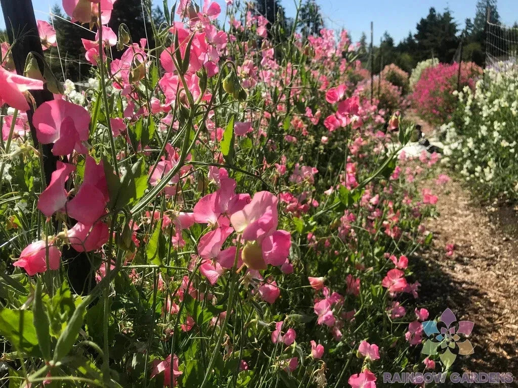 Mrs. R. Bolton Sweet Pea Seeds - 50+ Pack, Climbing Vine, Fragrant Blooms, Lathyrus odoratus, Organic Garden Seeds