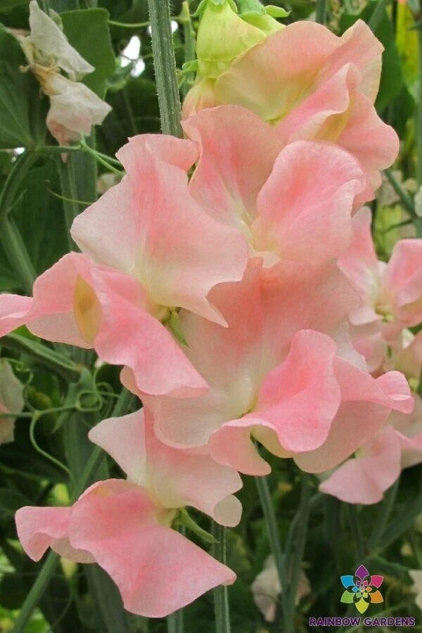Sweet Pea Seeds - 50+ Pack - Blush Pink Flowers - Lathyrus odoratus - Heirloom Garden Seeds
