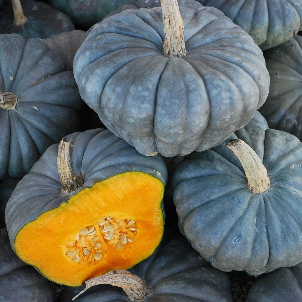 Queensland Blue Squash Seeds - Heirloom Cucurbita maxima Vegetable Seeds, Vining, Blue-Green Skin, Non-GMO, Full Sun, 80-90 Days