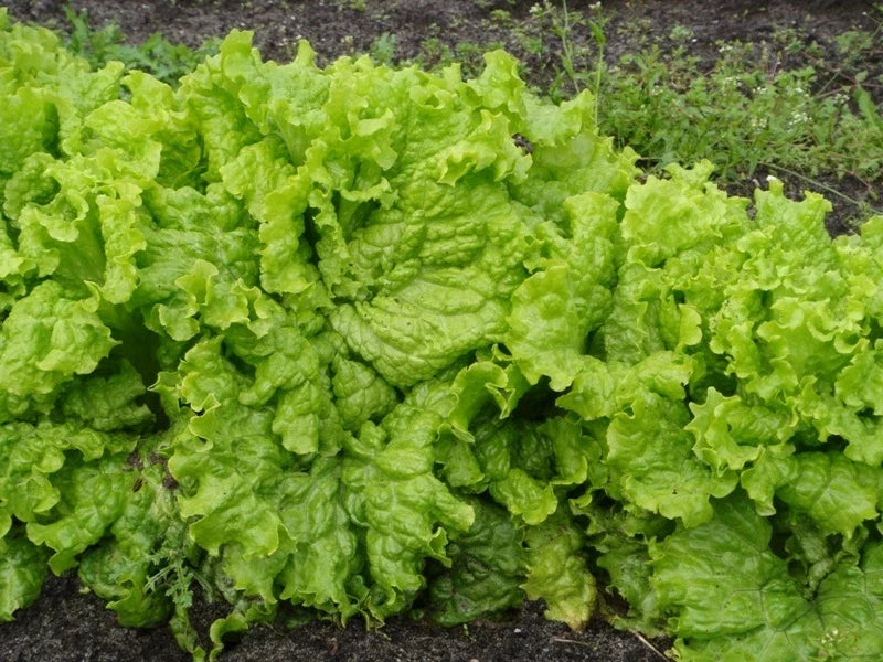 Grand Rapids Leaf Lettuce Seeds 200 Count Packet - Loose Leaf, Crisp, Tender Lactuca sativa for Salad Gardening