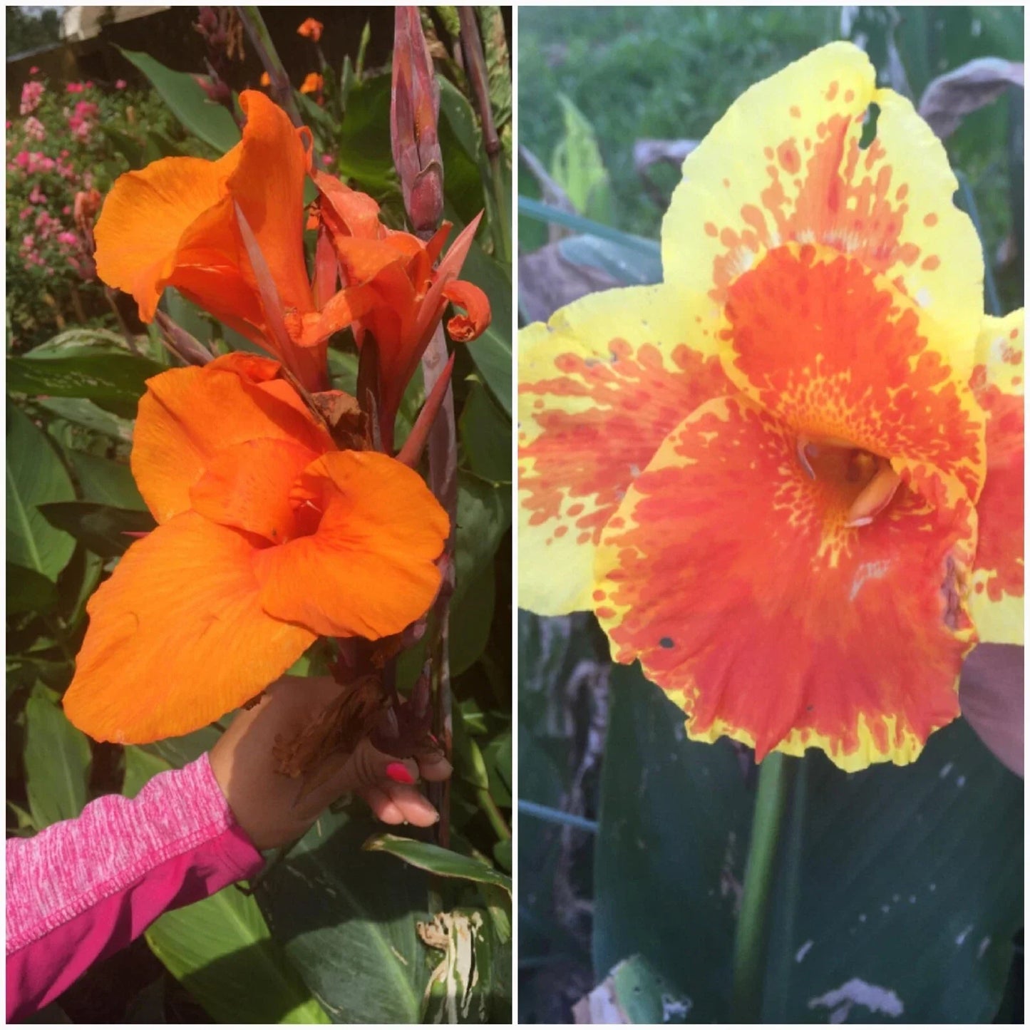 Mixed Canna Lily Bulbs - 4 Pack, Colorful Tropical Garden Plants, Canna indica Bulbs for Outdoor & Container Gardening