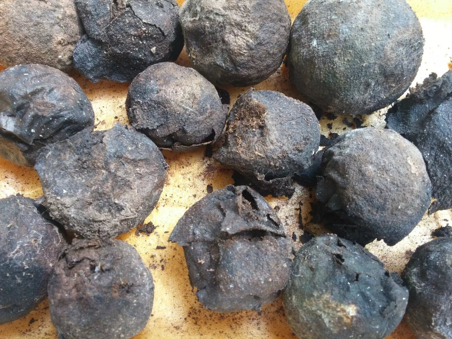 Black Walnut Seeds 17 Pack Organic Juglans Nigra Anti-Parasitic Tree Seeds for Gardening